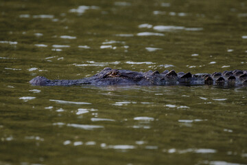 Fototapeta premium alligator in the water