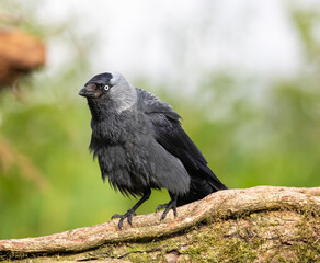 Common Jackdaw
