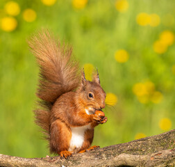 Red Squirrel eating a nut