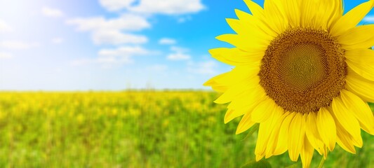 Sunflower on sunny nature background. Agriculture summer with sunflowers field. Organic food...