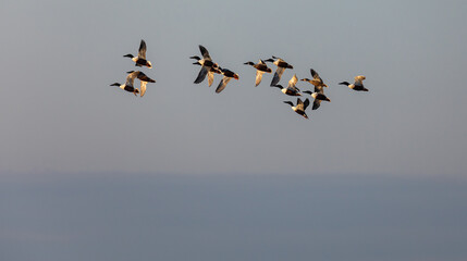 Shoveler Ducks in Flight
