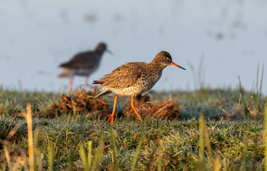 Common Redshank