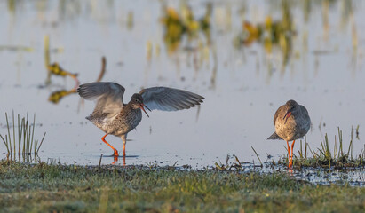 Common Redshank