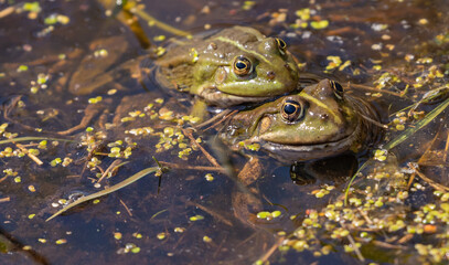 Marsh Frog