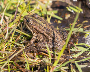 Marsh Frog