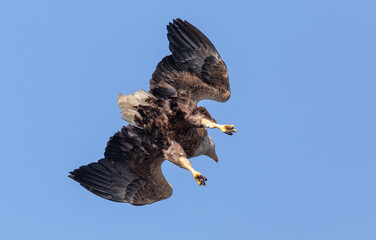White-tailed Eagle