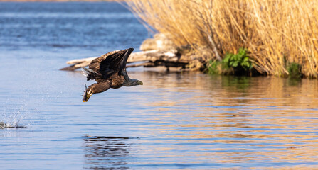White-tailed Eagle / Sea Eagle