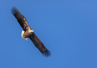 White-tailed Eagle / Sea Eagle
