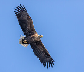 Fototapeta premium White-tailed Eagle
