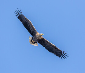Naklejka premium White-tailed Eagle