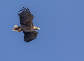 White-tailed Eagle / Sea Eagle