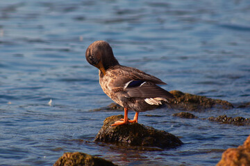 Drake of a wild duck cleans its feathers on the bank of a forest river. Untouched nature and environmental protection concept