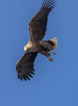 White-tailed Eagle / Sea Eagle