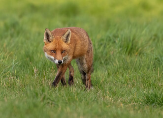 Red Fox