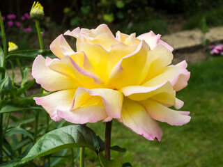 Yellow Rose (Peace) flowering in an English garden