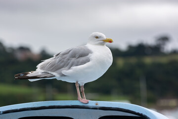 European Herring Gull (Larus argentatus)