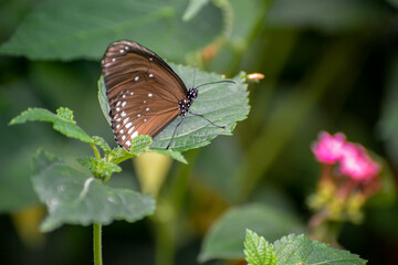 Common Crow Butterfly (Euploea core) resting on a leaf