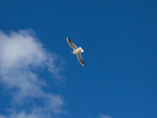 Flying seagull on azure sky background