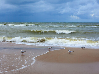 Stormy landscape beach. Celadon sea with waves