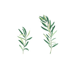 Olive branches isolated on white background. Watercolor illustration.