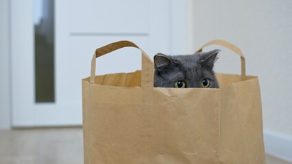 Funny cat sits in a paper bag. The yellow eyes of a cat with gray ears peek out of a paper bag. A...