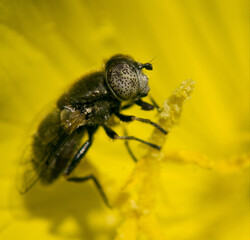 a fly sits on a yellow flower