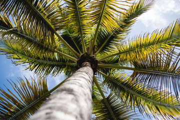 Palm Tree I.