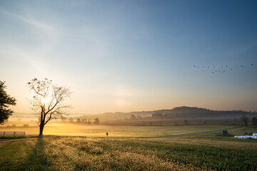 Dewy sunny morning in the rural countryside of Amish country, Ohio | Sun peaks through a tree in the morning under a blue sky, with a flock of geese flying to the right