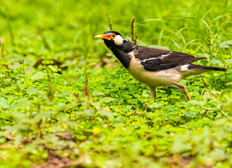A Pied Starling looking into the Camera