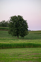 Fototapeta na wymiar Tree near a cornfield in the rolling fields of Amish country, Ohio