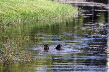 Ducks under water