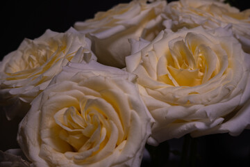 Romantic Blooming white roses