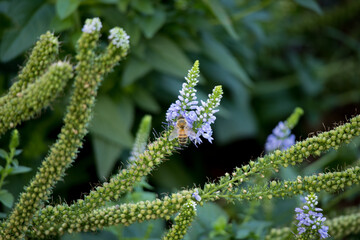 Animals in the city corners. 
