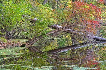 Bright autumn colors dot the  trees on banks of Rea’s Pond with  reflections on water surface