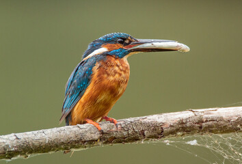 Kingfisher