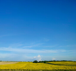 Ukrainian field of yellow blooming sunflowers under blue clear sky