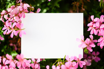 Fototapeta na wymiar White card on pink flowers background 