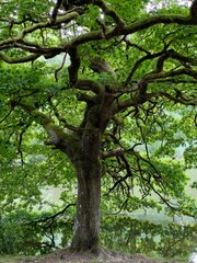 Cannop Ponds, Forest of Dean