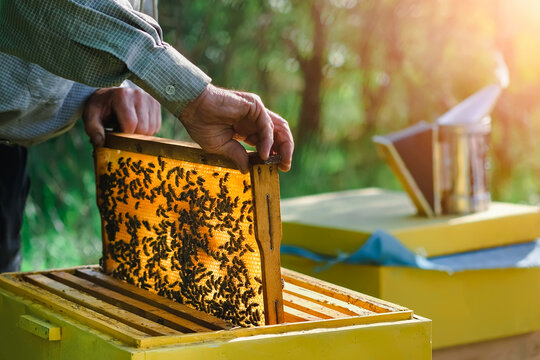 Beekeeper removing honeycomb from beehive. A beekeeper works in an apiary. Apiary as a hobby. Organic farming. Copy-space.