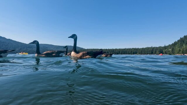 Close up and it turns to underwater view of a flock of Canada Geese (Branta canadensis) swimming in the Cultus Lake in Chilliwack, British Columbia, Canada