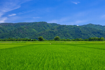 夏の鮮やかな田園風景　安曇野市