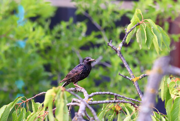 A starling with prey in its beak sits on a branch among green leaves.