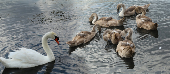 Swans children under the supervision of a parent ....