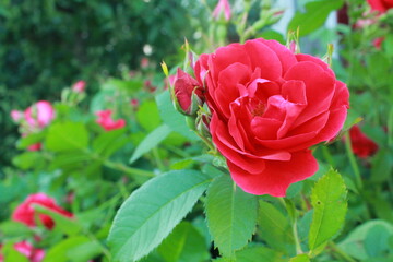 Pink roses in garden
