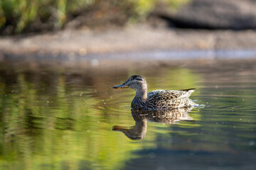 Female mallard duck closeup portrait in water with Mallard duck and her family clutch of newborn ducklings.