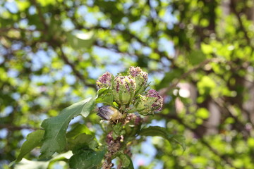 Rose of Sharon or Syrian ketmia, shrub althea, rose mallow (Hibiscus syriacus Ardens, double-flowered) on a blurred background, Greece