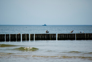 Birds sitting on the wooden breakwater.