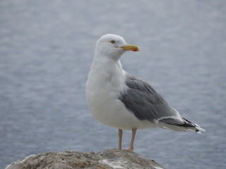 Fototapeta na wymiar The European herring gull, Larus argentatus