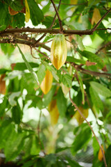 Chocolate agriculture theme