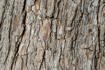 Background texture of the bark of a tree. Wooden texture.
